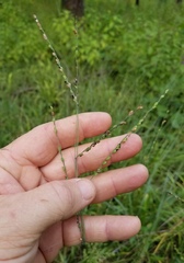 Paspalum bifidum