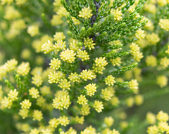 Ozothamnus cupressoides