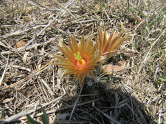 Escobaria missouriensis