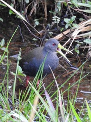 Pardirallus nigricans