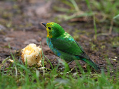 Chlorochrysa nitidissima