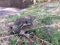 Limnodynastes dumerilii insularis