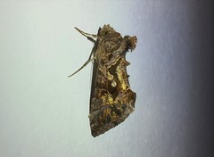 Lepidoptera