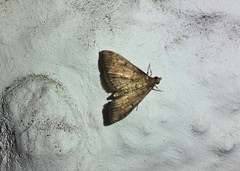 Lepidoptera