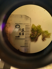 Schistochila muricata