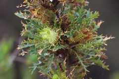 Banksia armata armata