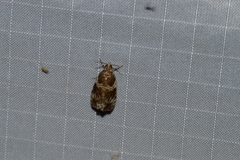 Olethreutes valdanum