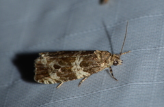 Olethreutes valdanum
