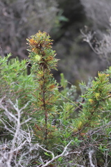 Banksia armata armata