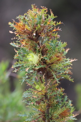 Banksia armata armata