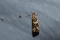 Olethreutes valdanum