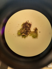 Schistochila muricata