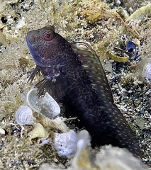 Ringneck Blenny photo 4
