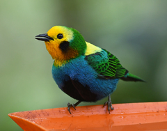 Chlorochrysa nitidissima