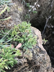 Calibrachoa parviflora