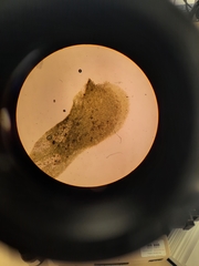 Schistochila muricata