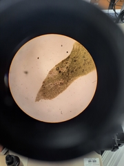 Schistochila muricata