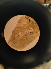 Schistochila muricata