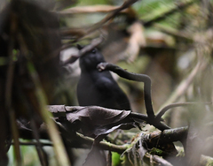 Scytalopus