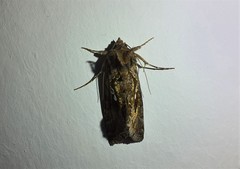 Lepidoptera