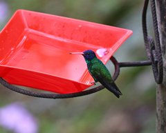 Chrysuronia grayi