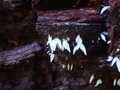 Mucronella fusiformis