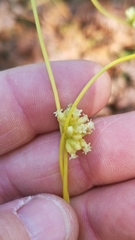 Cuscuta compacta