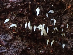 Mucronella fusiformis