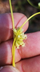 Cuscuta compacta