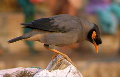 Acridotheres ginginianus