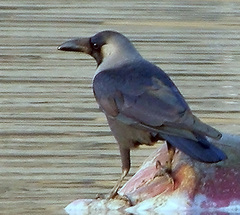 Corvus splendens