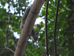 Funambulus palmarum