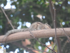 Funambulus palmarum
