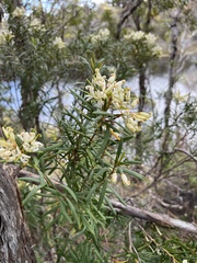 Lomatia polymorpha