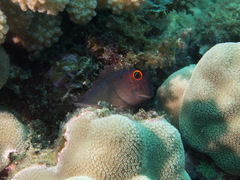 Cirripectes vanderbilti