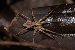 Ornodolomedes