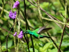 Chlorostilbon assimilis