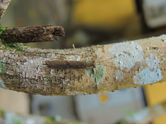 Chaeteessa