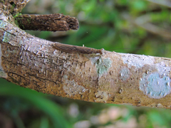 Chaeteessa