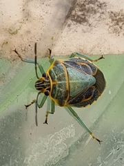 Antestiopsis cederwaldi