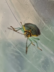 Antestiopsis cederwaldi