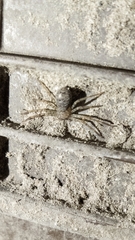 Heteropoda venatoria