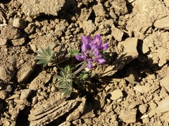 Lupinus microcarpus