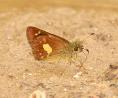Dalla cypselus