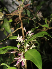 Cestrum irazuense
