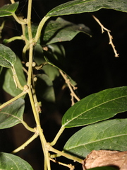 Cestrum poasanum