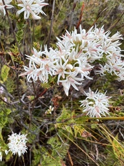 Sprengelia propinqua