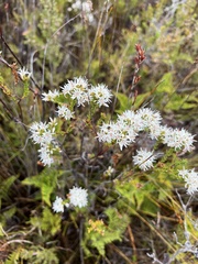 Sprengelia propinqua