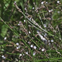 Verbena montevidensis