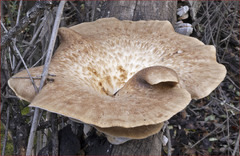 Polyporus mcmurphyi